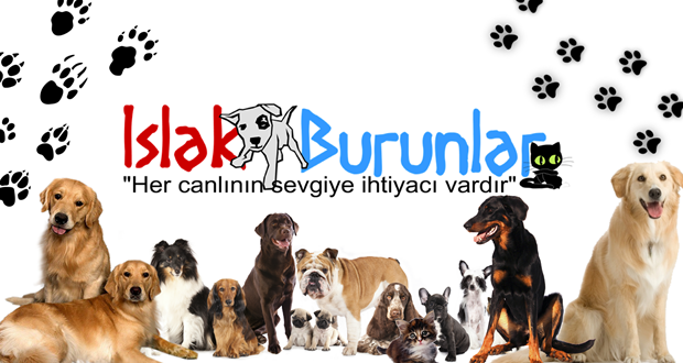 ıslak burunlar o nokta haber