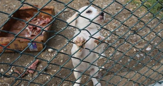 BARINAKDA KÜÇÜK CAN