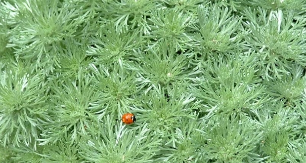 PELİN OTU’NUN ŞİFALI YANLARI