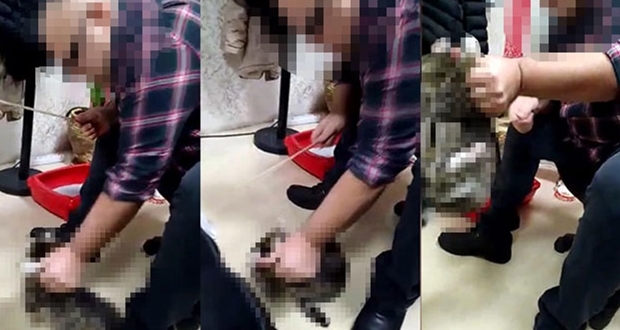 KEDİYİ DÖVEN İŞ ADAMININ KİM OLDUĞU ORTAYA ÇIKTI